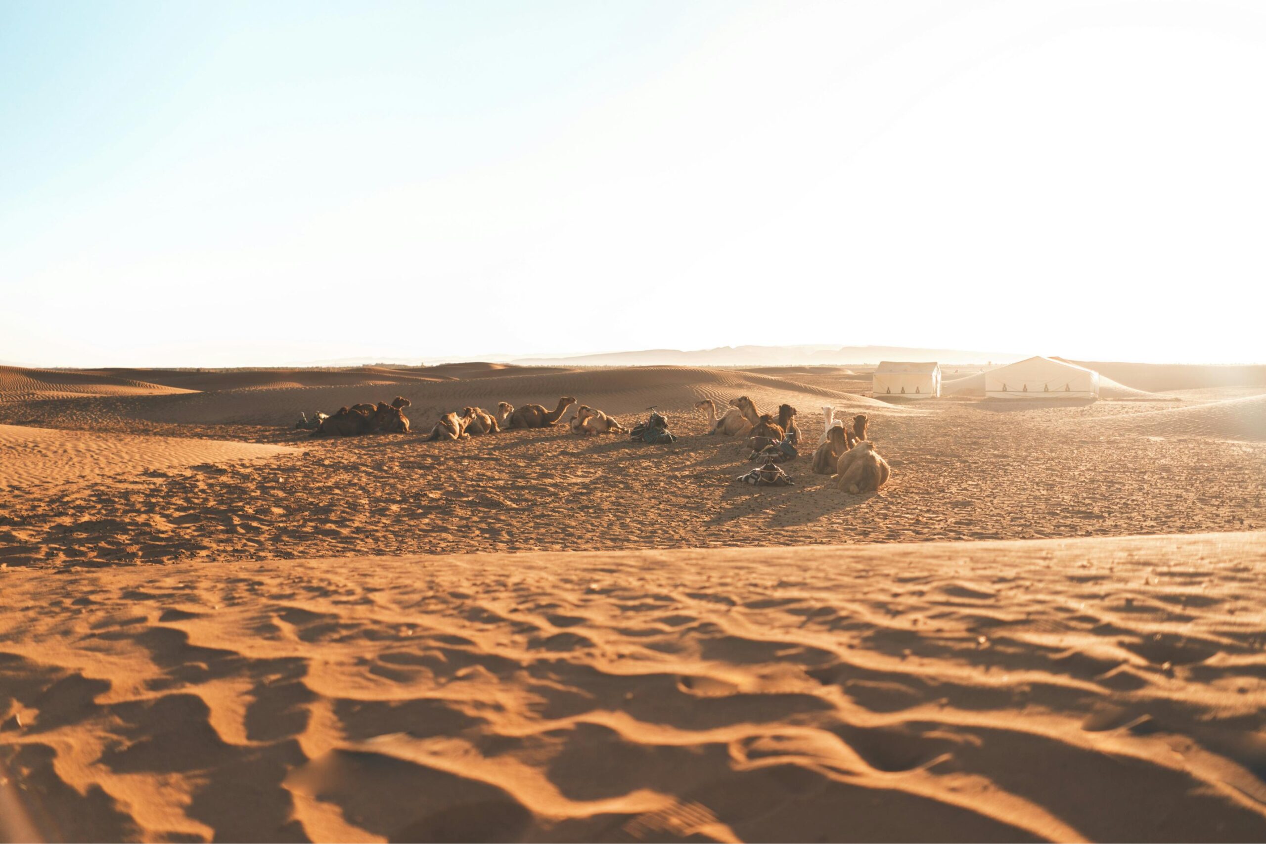 Trekkers walking through the golden dunes on a Trek 2 Days Desert Mhamid, Morocco