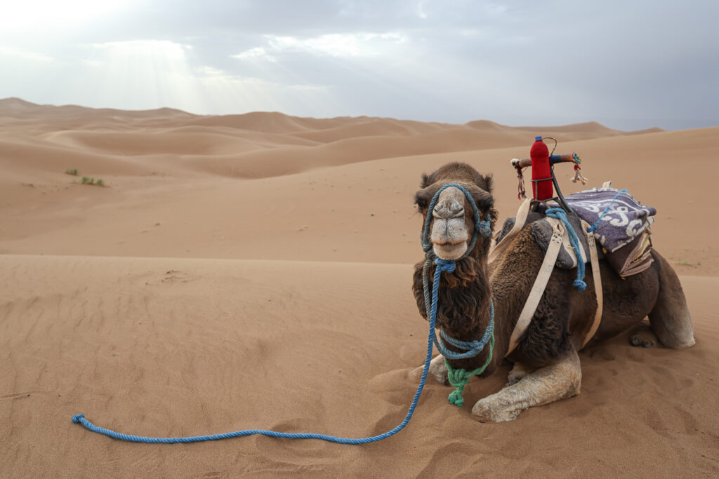 a camel on the sahara dunes