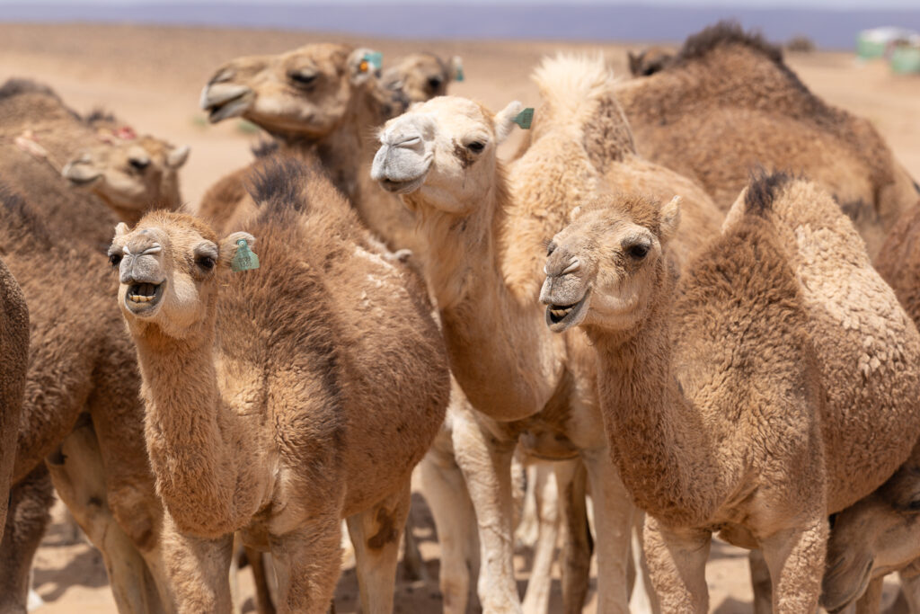 a groupe of camels