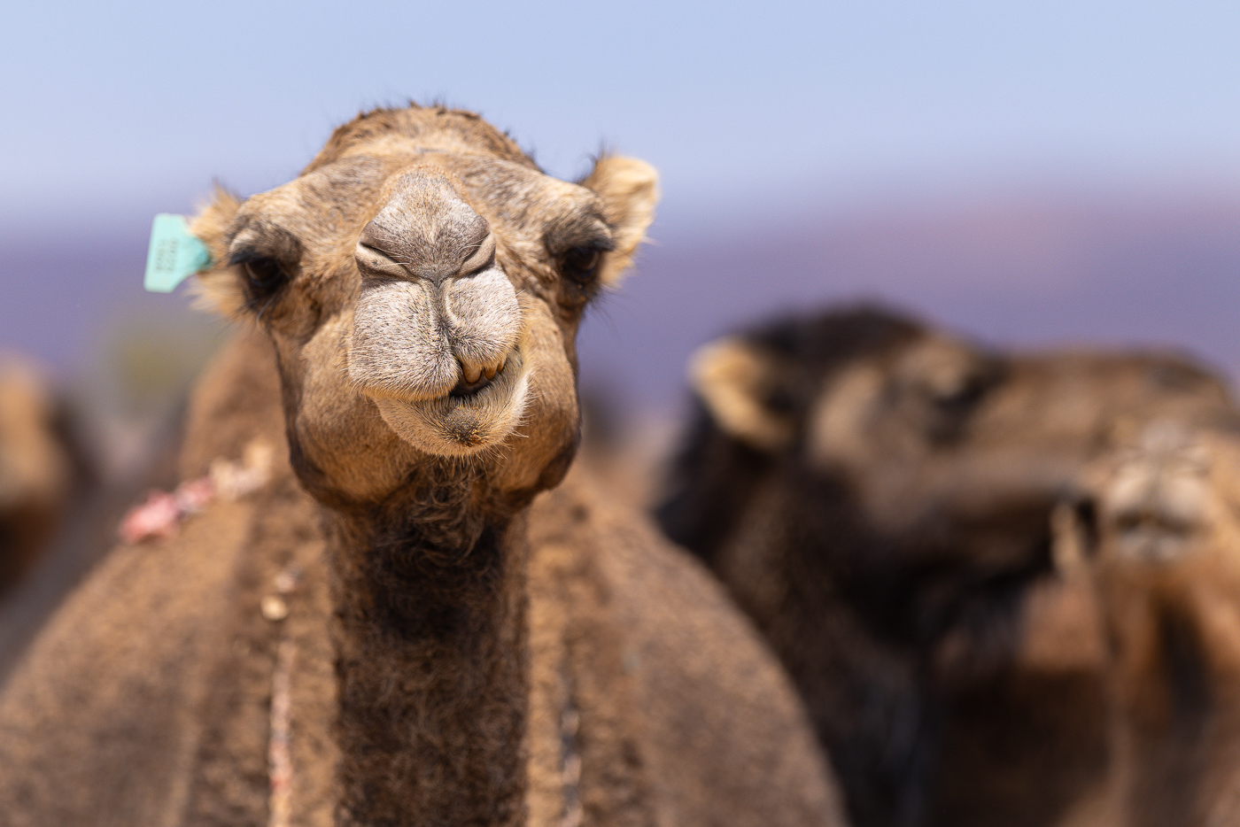 Camel trek Erg Chebbi golden dunes at sunrise Merzouga Morocco