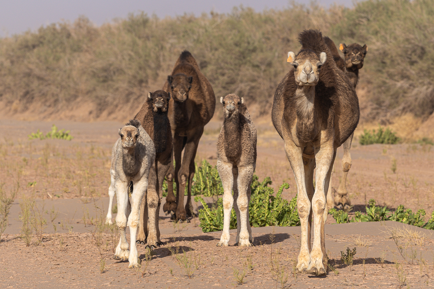 Sunset camel trek Erg Chebbi orange dunes Sahara