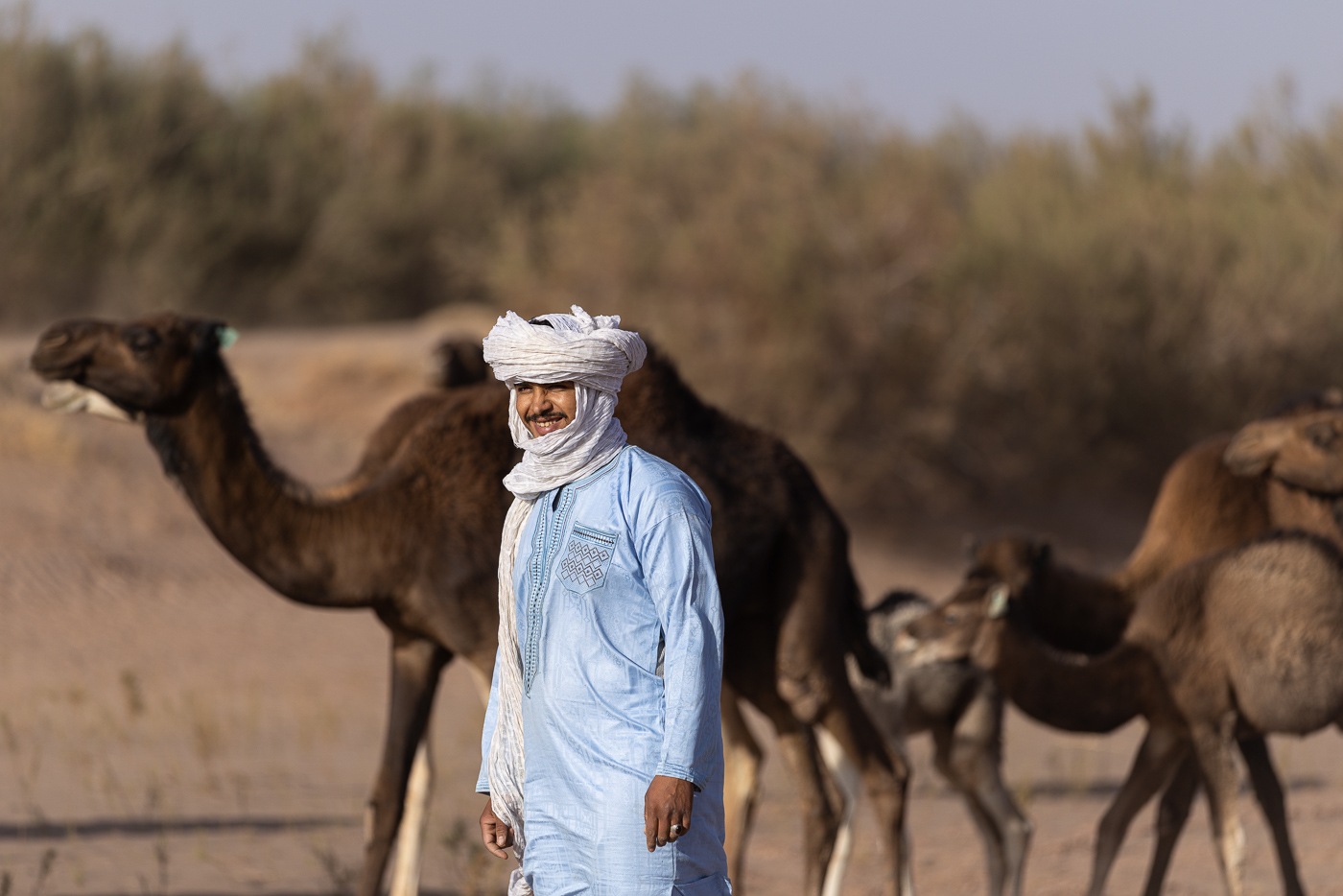 Berber guide with camels in the Moroccan Sahara